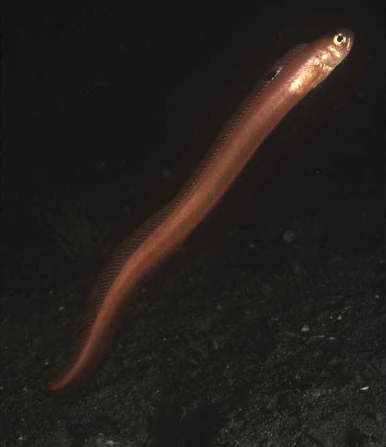 Acanthocepola limbata